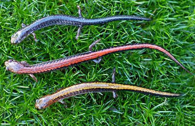 Eastern Red-backed Salamander